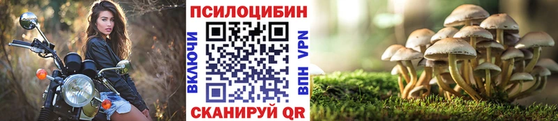 Псилоцибиновые грибы Cubensis  где найти   Махачкала 